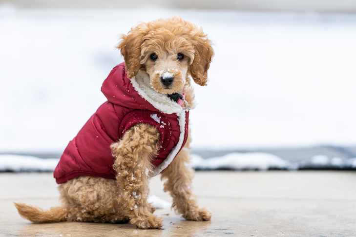 Are Dog Sweaters Good for Dogs? Exploring the Benefits, Risks, and When They're Truly Necessary 2 Are Dog Sweaters Good for Dogs? Exploring the Benefits, Risks, and When They