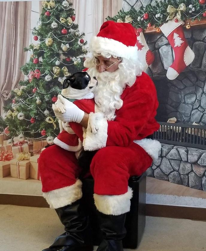 Can Santa Bring You a Dog for Christmas? Navigating the Joys and Responsibilities of a Furry Christmas Gift 2 Can Santa Bring You a Dog for Christmas? Navigating the Joys and Responsibilities of a Furry Christmas Gift