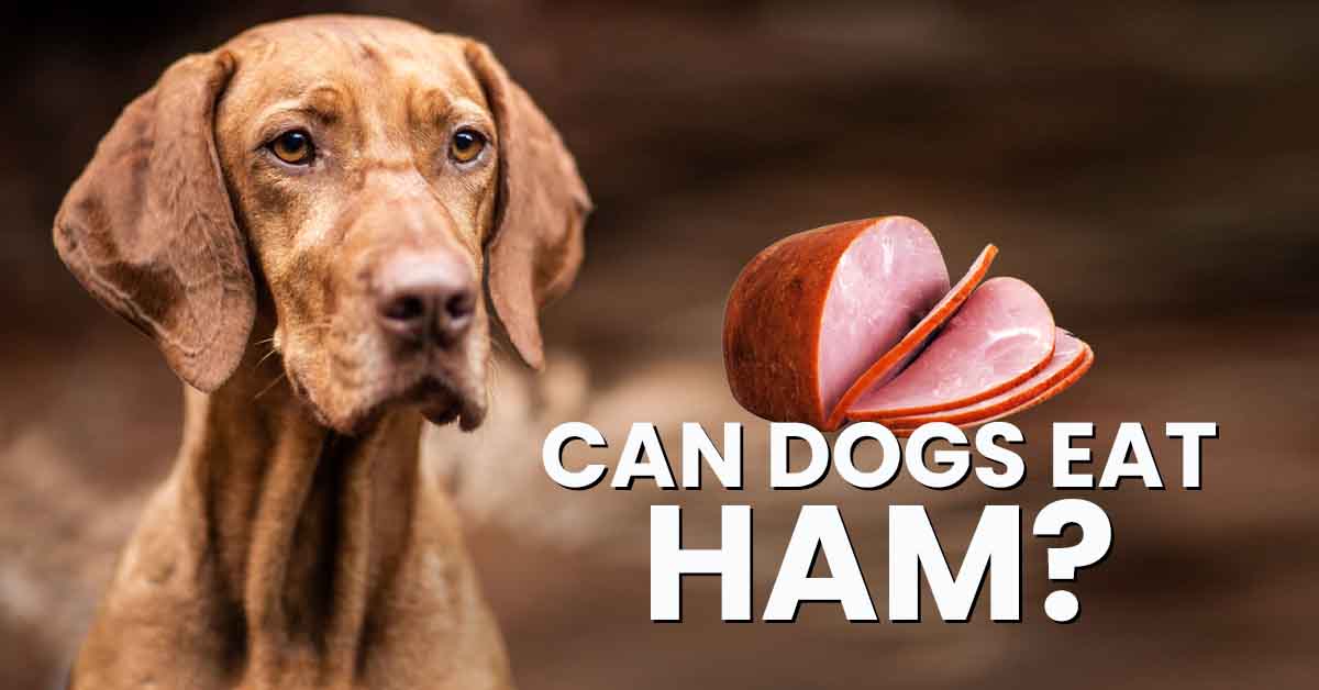 can you give a dog a christmas ham bone a comprehensive guide to canine safety and holiday treats 66ebcbae452b2.jpeg