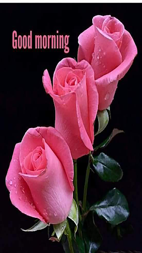 Good Morning Images for WhatsApp Brightening Up Your Loved Ones' Day 2 Good Morning Images for WhatsApp Brightening Up Your Loved Ones