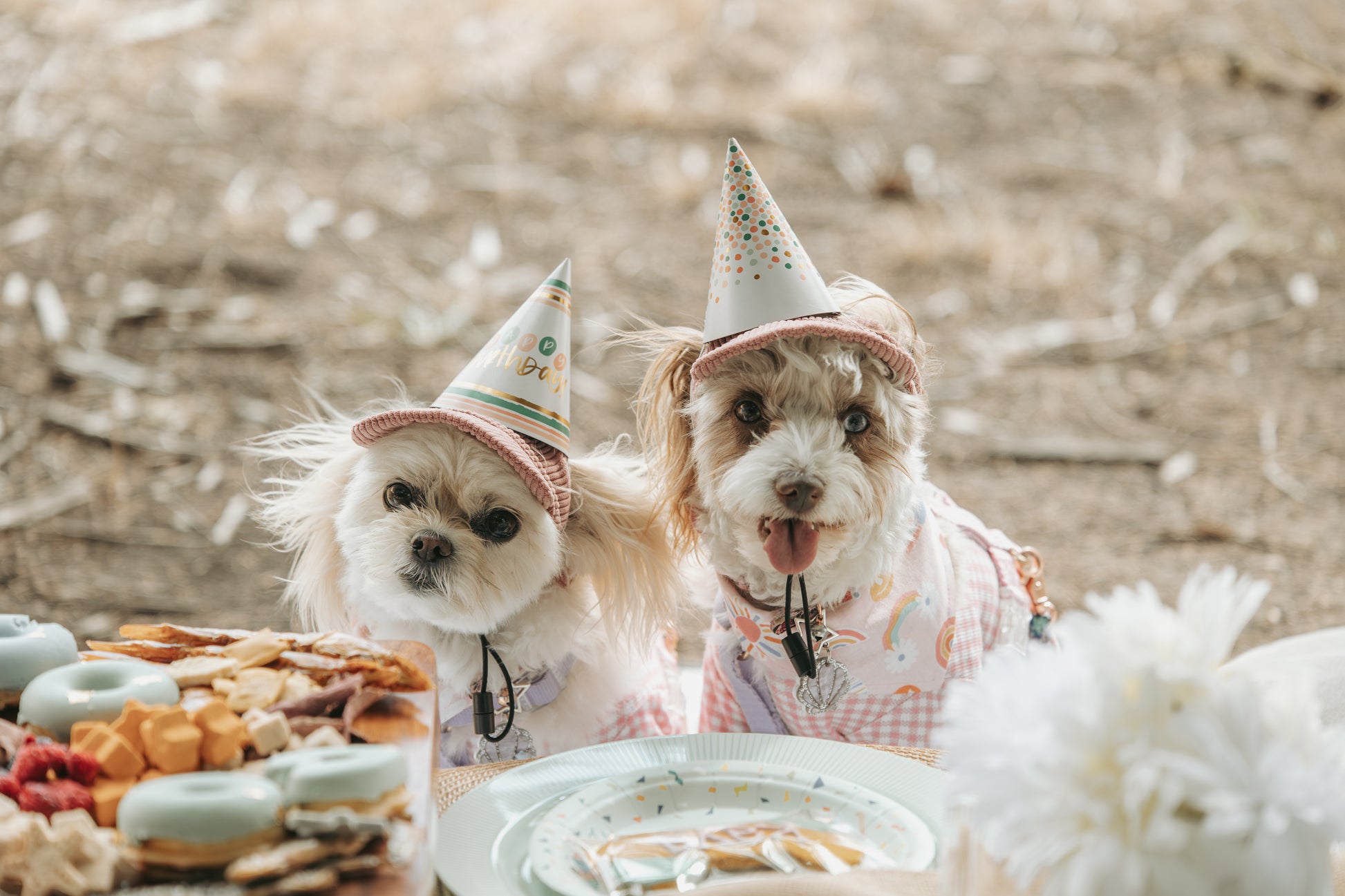 Paw-some Party Planning Throwing the Ultimate Dog Birthday Bash! 2 Paw-some Party Planning Throwing the Ultimate Dog Birthday Bash!